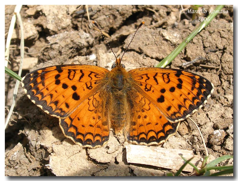 Melitaea aetherie